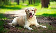 忠实的小狗_1500字