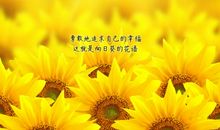 向日葵不再微笑_700字