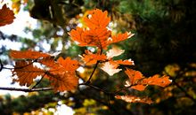 一叶落知天下秋_800字