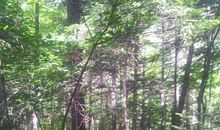 游牡丹江地下森林_1200字