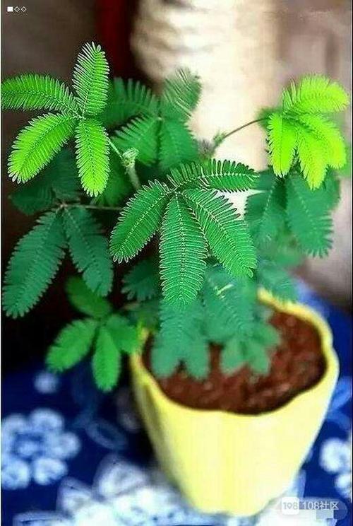 初级II写道：害羞你喜欢Mimosa _800字