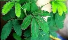 初二写人作文：如含羞草一样害羞的你_800字