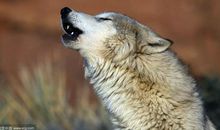 狼嚎（三部曲第一部）_1500字