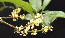 带到桂花开（三）_450字