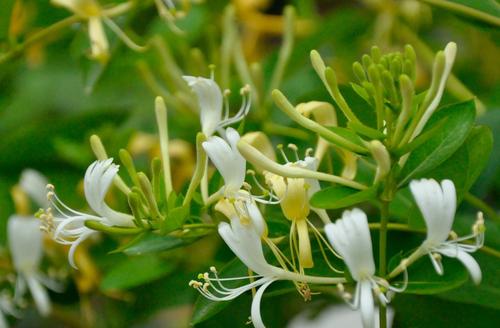 初级作家组成：老人和金银花_1200字