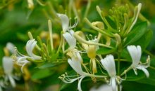 初二写人作文：老人与金银花_1200字