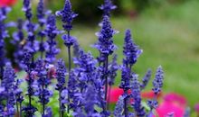 薰衣草的传说_2000字