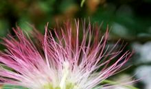 高一状物作文：窗外那棵芙蓉树_800字