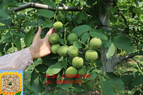 高度围裙组成：大核桃树_800字