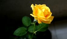 黄玫瑰（三）_400字