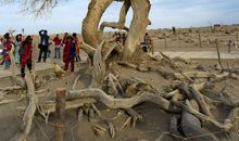 高一状物作文：胡杨颂_750字