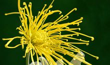 高一状物作文：秋菊_800字