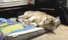 儿子的善良救了8只小兔崽崽