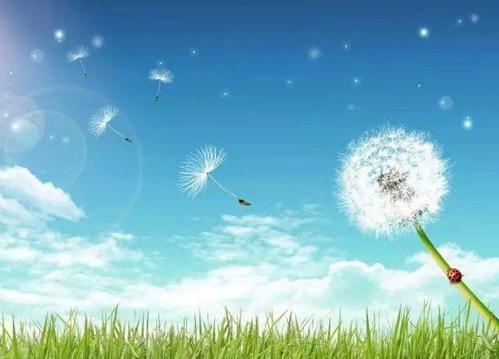 5月，蒲公英充满了英雄_100字