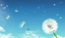 五月，蒲公英盛满怀_100字