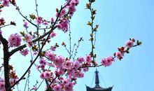 松江园踏青_1000字