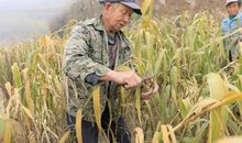 脸上的笑容_550字