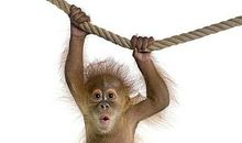 可爱的猴子_500字