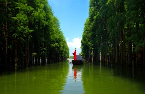 梦中的森林_250字