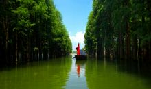 梦里的森林_250字