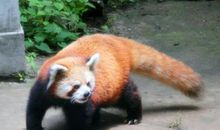 动物园游记_550字