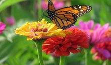 黑蝶（四）_550字