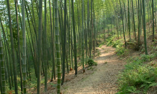 校园竹林_250字