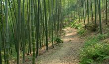 校园的竹林_250字