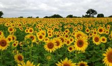 单薄青春的喧闹与沉默_1000字