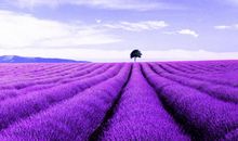 薰衣草的忧伤（第三章）_700字