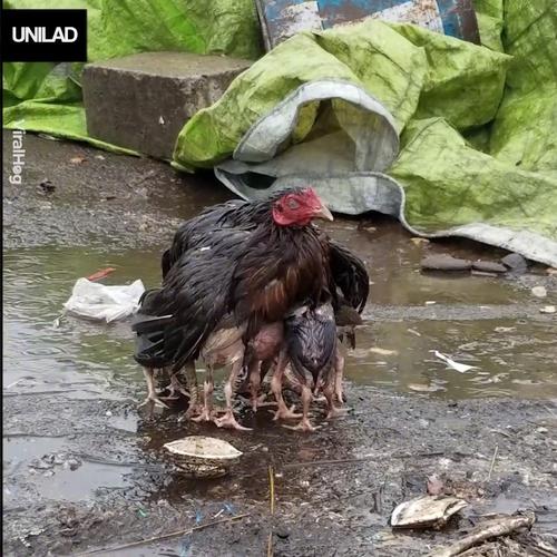 四年级：