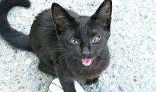 讨厌的野猫_400字