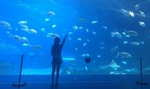 珠海海洋王国一日游_650字