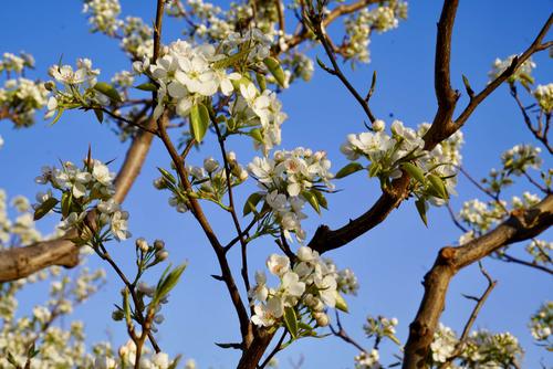 在梨绽放的地方_350字