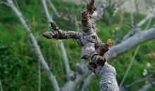 三色堇最美的暖冬（一）_900字