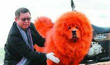 狼群集合（第二章）_1500字