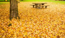 秋天在哪里_250字