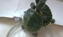 小乌龟观察日记_450字