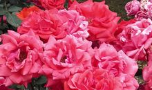 花让我陶醉_1200字