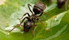 蚂蚁的聪明才智_300字