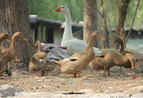 
鸡真的不知道该说些什么，第二天早上，鸭子正在看到鸡的玉米站，鸡是来自这只鸡的好朋友。