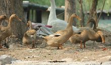鸡大婶和鸭大婶