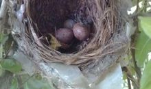 头上长树的新娘