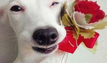 小狗“汪汪”_700字