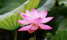 心无念（三）_1200字