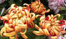 秋天的菊花_250字