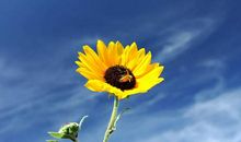 看见花儿你笑了_1200字