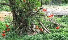 树的随想_1500字