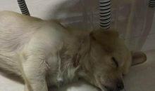 一只流浪狗_700字