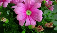 生活是一片百花园，苦难也芬芳_900字